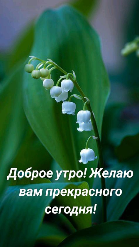 Доброе роеі13ю _ краёного сегодня