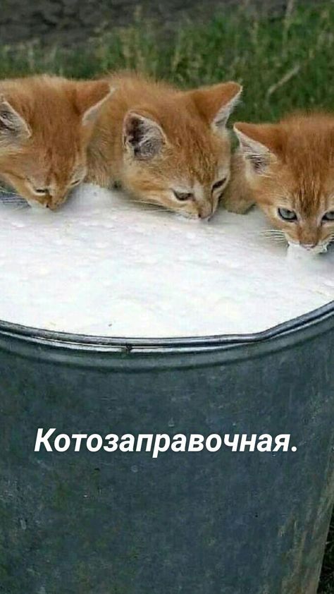 КОТОЗЗПРЗВО ЧНЭЯ