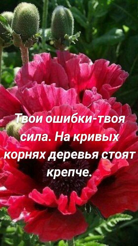 КОРНЯХ деревья ЁОЁЧТ крепче __ а