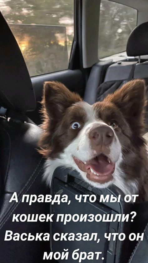 кошек произошли Васька сказал что он мой брат