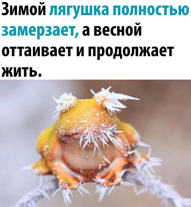 Зимой лягушка полностью замерзает а весной оттаивает и продолжает жить