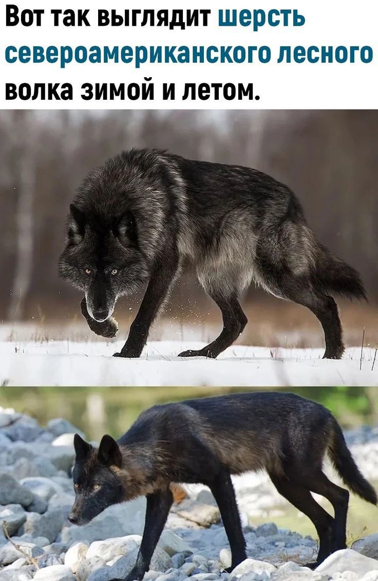 Вот так выглядит шерсть североамериканского лесного волка зимой и летом