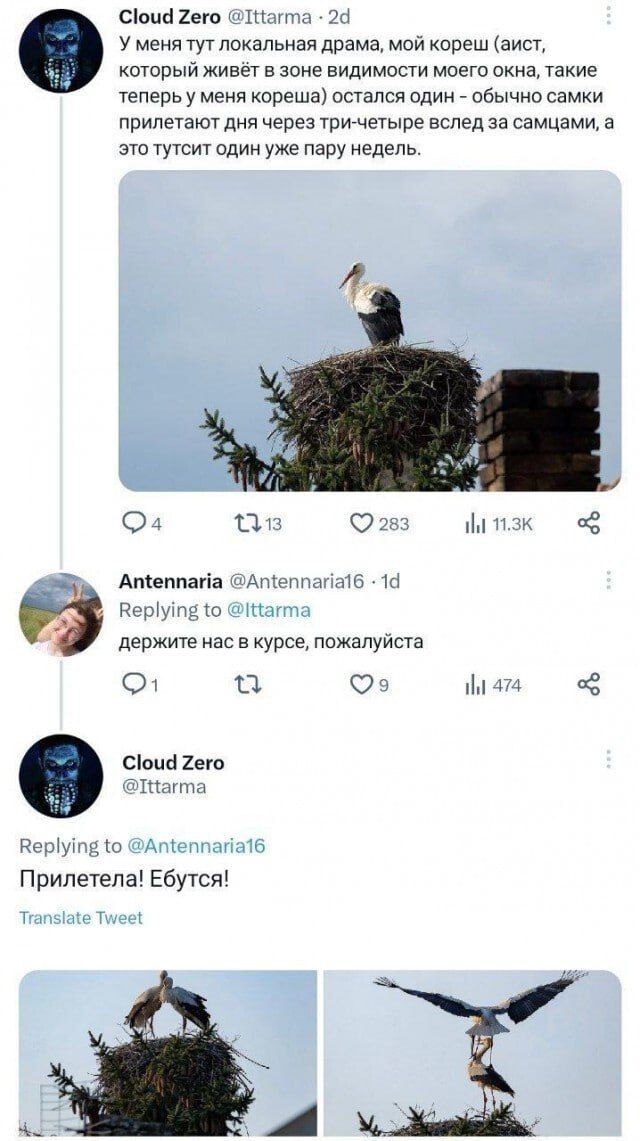 сіоцы Хет 1 у меня туглокальная драма мии кореш іаисп кишрый живы в зоне видимости моего окна Узкие теперь у меня кореша осгался один ав самки припетаюг дип через три чегыре вслед за самцами 3 эт гутсич один уже пару недепь О ЦМ м г Анкеппагіа и п держите нас в курсе пожапуисте О П О м спо щит т ь Припетепа Ебуіст