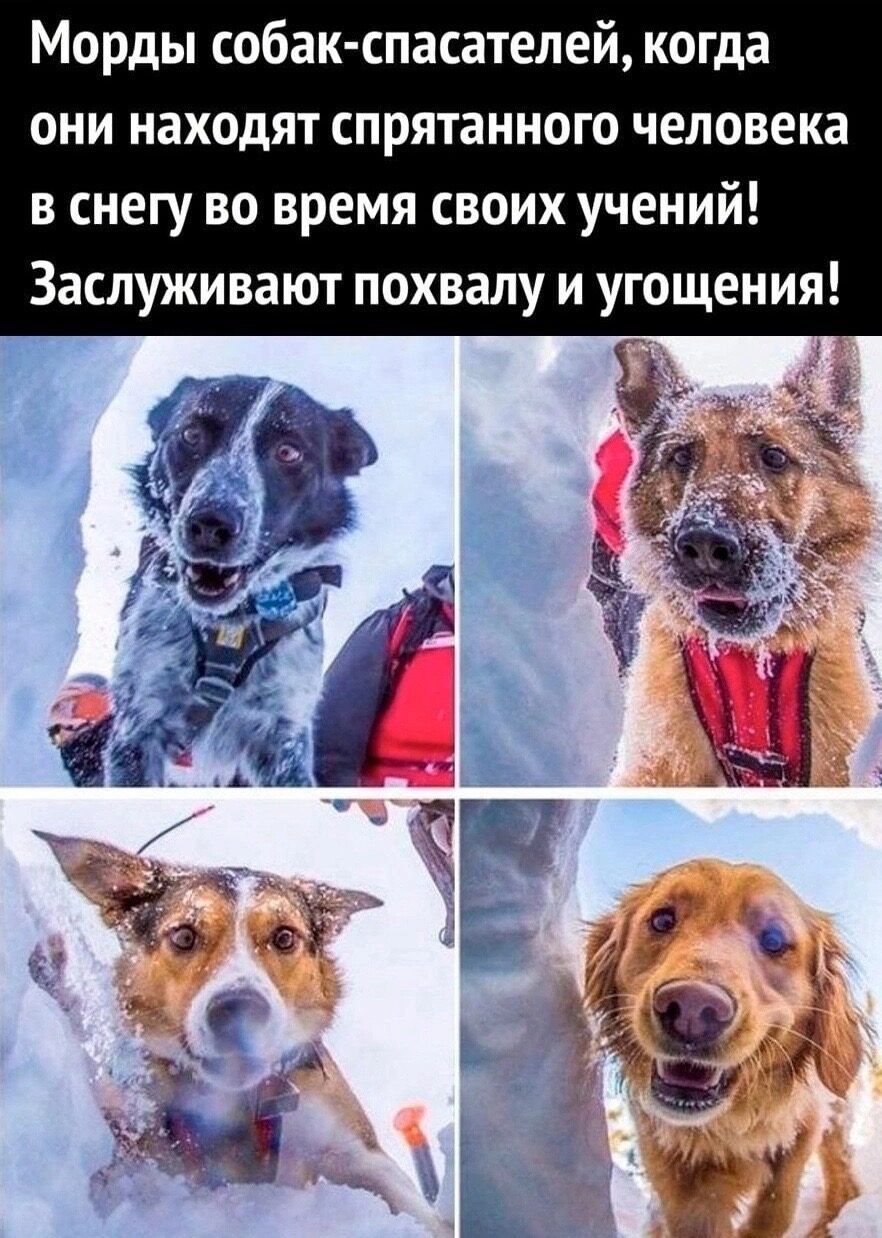 Морды собакспасателей когда они находят спрятанного человека в снегу во время своих учений Заслуживают похвалу и угощения