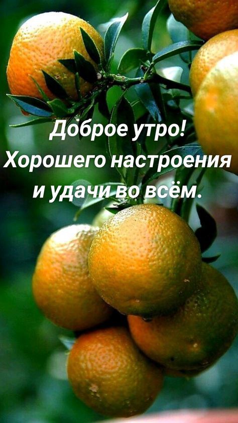 тт доброе утро Хорошего настрОёния
