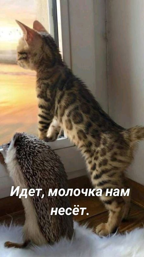 Идет молочканам несёт г