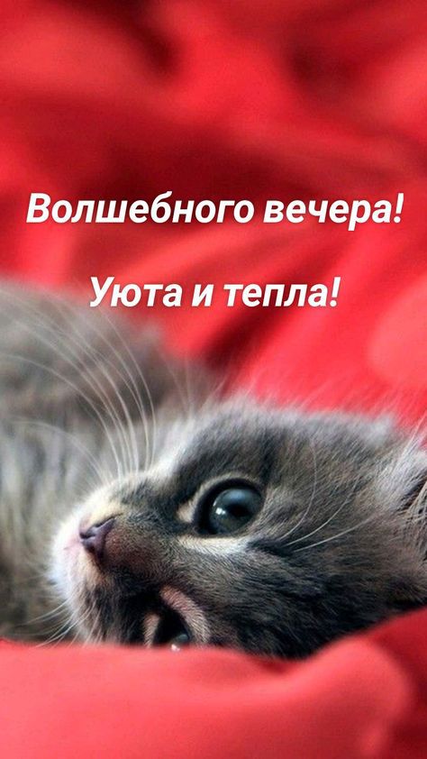 Волшебного вечера та и тепла