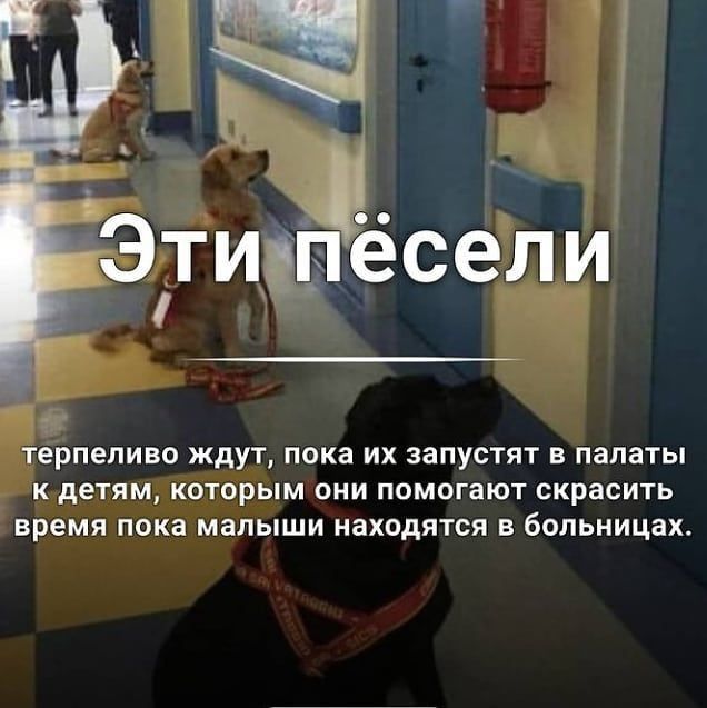 терпеливо Ждут пока их запустят в палаты детям которым они помогают скрасить время пока малыши находятся в больницах