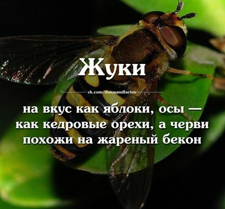 а КИЙ__ на ніж бдюки осы как ов 6ехи а черви похо а ный бекон