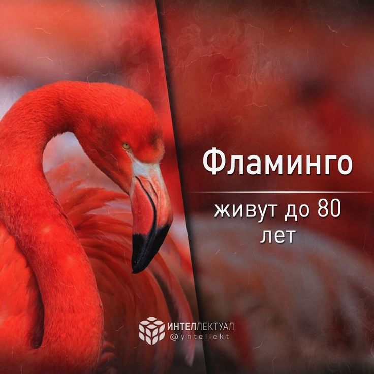 Фламинго ж вутдо 80 г инплггкщп а Т