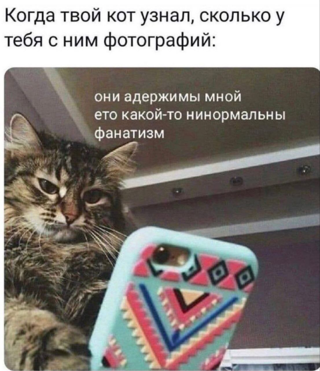 Когда твой кот узнал сколько у тебя с ним фотографий ОНИ адержимы МНОЙ ЕТО КЗКОЙТО НИНОрМаПЬНЫ Фанатизм