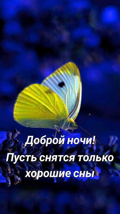 4 добрЁ Пусть снятся тблькр ъ ХРч