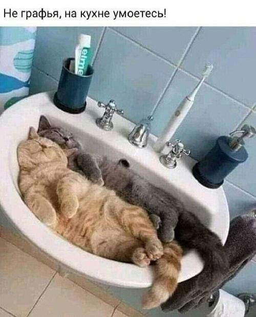 Не графы на кухне умоетесь