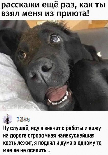 расскажи ещё раз как ты взял меня из приюта Ну слушаи иду я значит с работы и вижу на дороге огрооомиая наивкуснейшая кость лежит я поднял и думаю одному то ние её не осилить