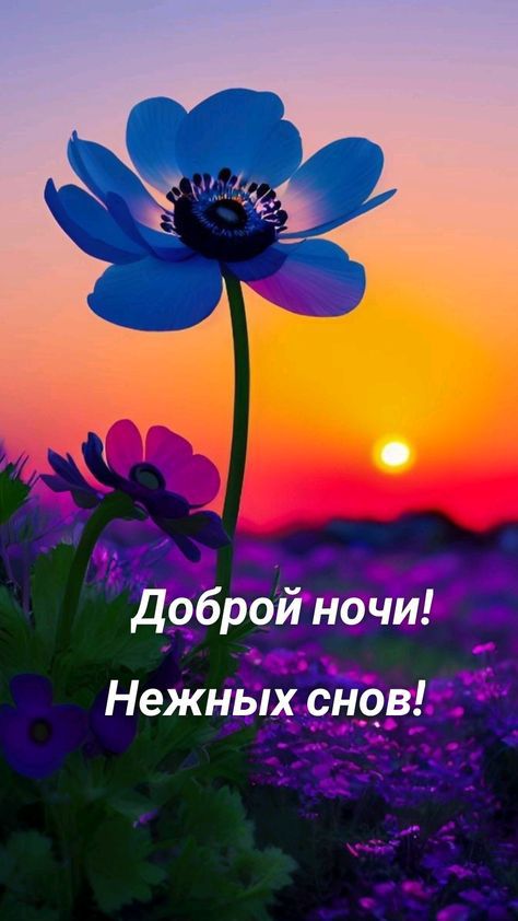 доброй ночи Нежных снов