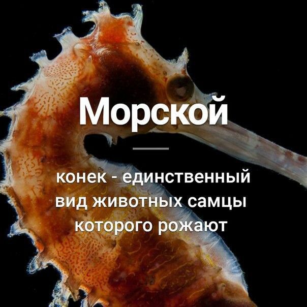 Морскай коне НСТВеННЫЙ Ё вид живот самцы Ютврого ЖЖ