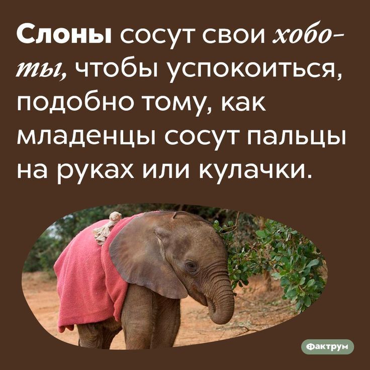 Слоны сосут свои хабо ты чтобы успокоиться подобно тому как младенцы сосут пальцы на руках или кулачки