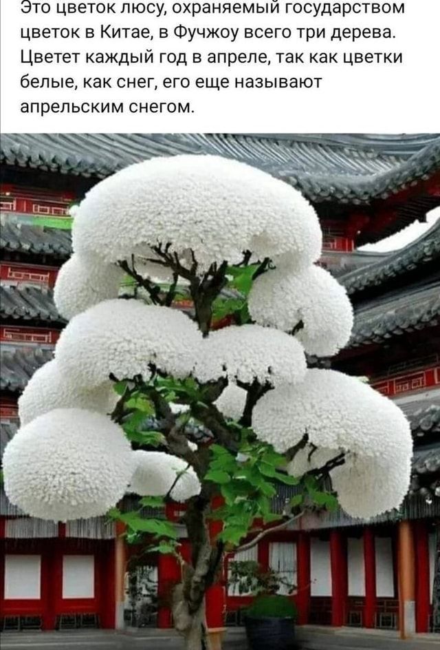 Это цветок пюсу охраняемый государством ЦВЕТОК в Китае в Фучжоу всего три дерева Цветет каждый год в апреле так как цветки белые как снег его еще называют апрельским снегом