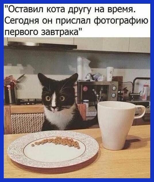 Оставил кота другу на время Сегодня он прислал фотографию первого завтрака