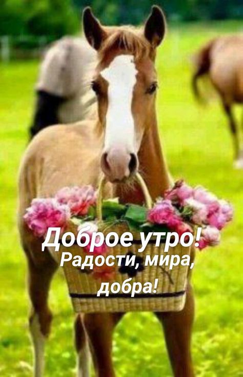 дед еут Радости мир оба дР1