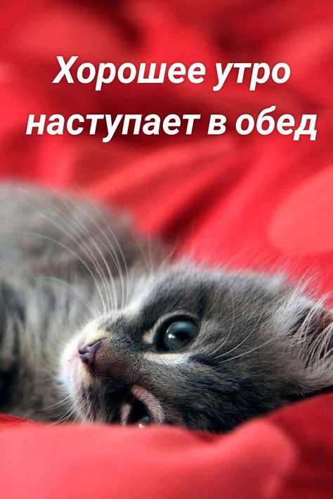 Хорошее утро наступает в обед
