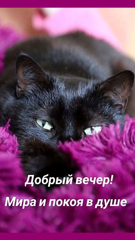 добрый вечер Мира и покоя в душе