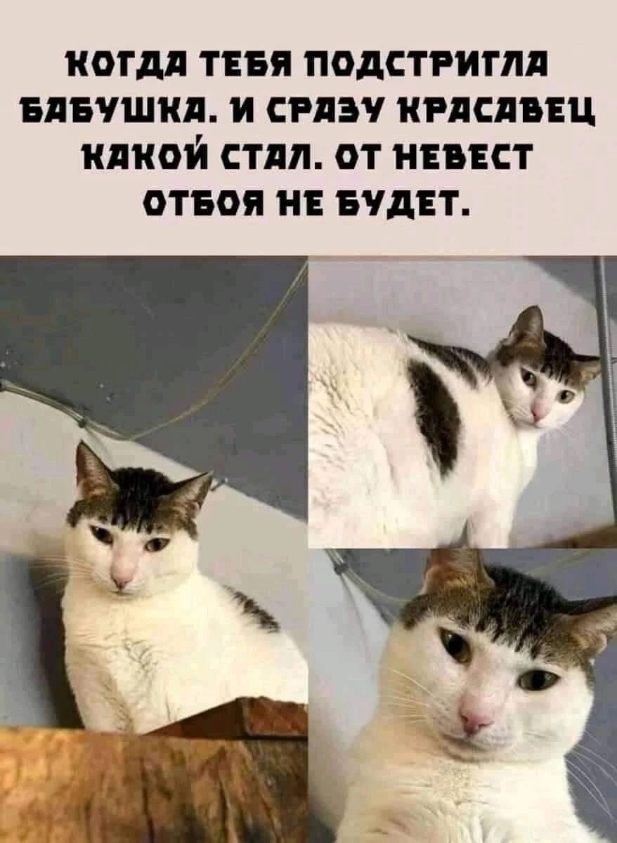 КОГДЛ ТЕБЯ ПОДСТРИГЛЛ БПБУШКЛ И СРАЗУ НРПСПБЕЦ КППОЙ СТПЛ ОТ НЕВЕСТ ОТБОП НЕ БУДЕТ