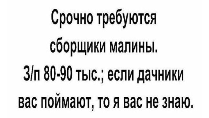 Срочно требуются сборщики малины 3п 80 90 тыс если дачники вас поймают то я вас не знаю