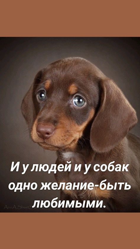 И улюдей и у собак одно желание быть любимыми