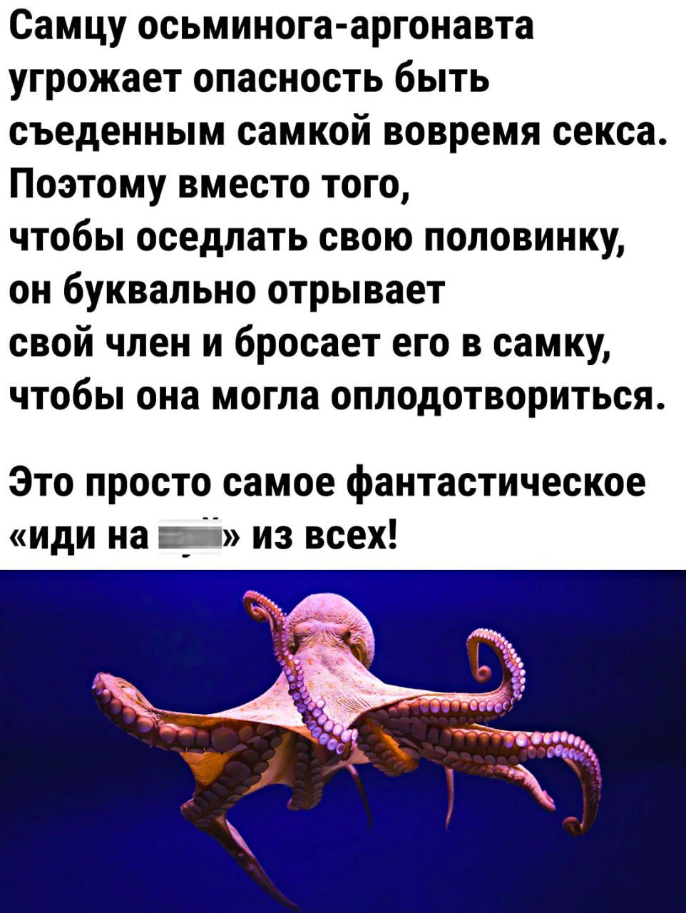 Самцу осьминога аргонавта угрожает опасность быть съеденным самкой вовремя секса Поэтому вместо того чтобы оседлать свою половинку он буквально отрывает свой член и Бросает его в самку чтобы она могла оплодотвориться Это просто самое фантастическое иди на 345 из всех