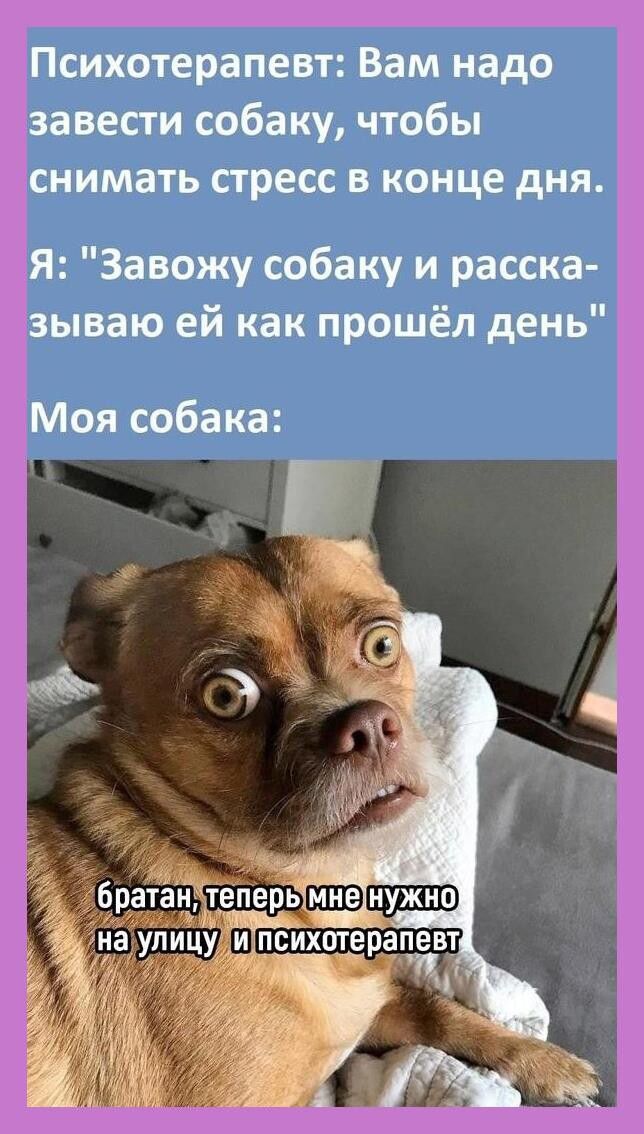 Психотерапевт Вам надо завести собаку чтобы снимать стресс в конце дня Я Завожу собаку и расска зываю ей как прошёл день Моя собака
