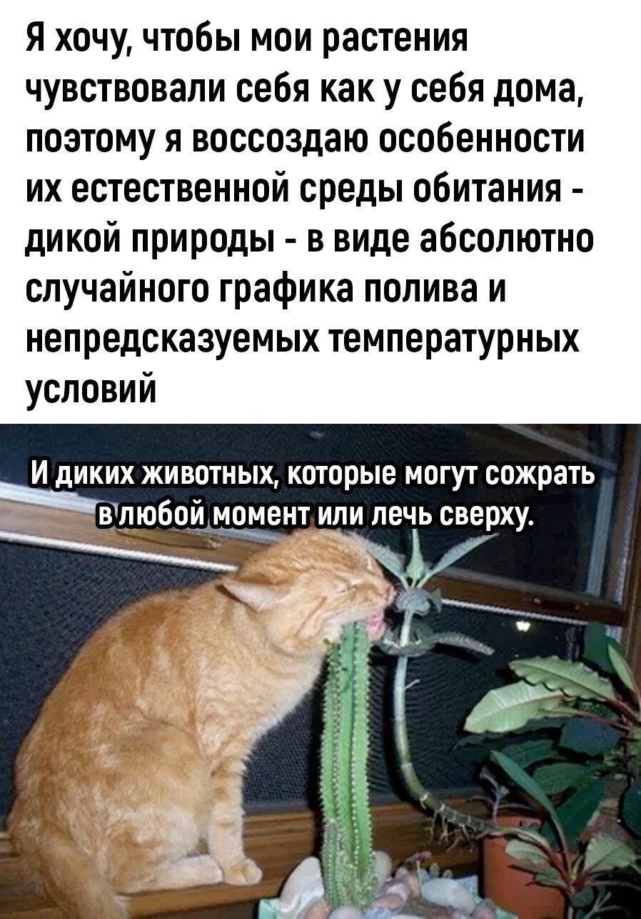 Я хочу чтобы мои растения чувствовали себя как у себя дома поэтому я воссоздаю особенности их естественной среды обитания дикой природы в виде абсолютно случайного графика полива и непредсказуемых температурных условий