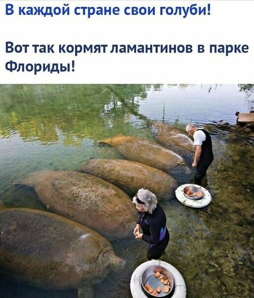 В каждой стране свои голуби Вот так кормят памаитинов в парке Флориды