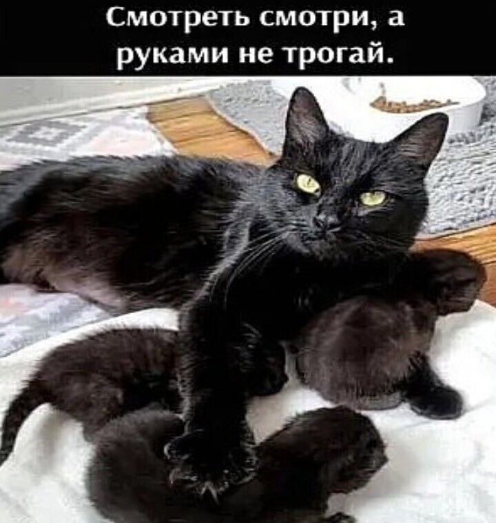 Смотреть смотри руками не трогай