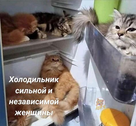 Х лодильник сильной и