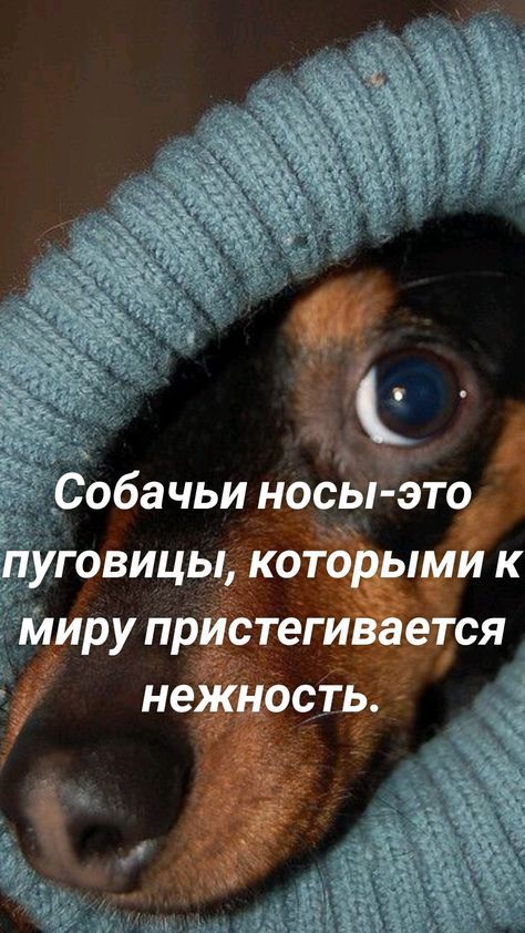 д обачьи носы это овицы которымик иру пристегивается неЖность
