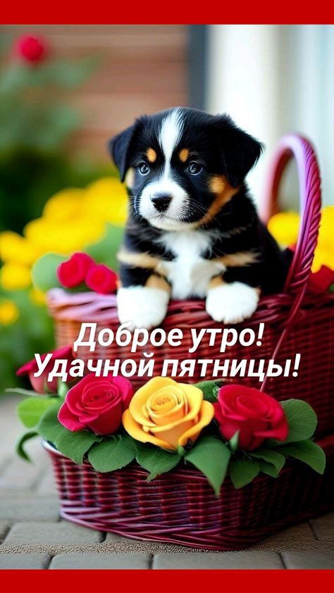 ущрдое утро ачъдоуятницьп