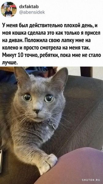 ахіаюаь У меня был действительно плохой день и моя кошка сделала это как только я присел на диван Положим свою лапку мне на колена и просто смотрела на меня так Минут 10 точно ребятки пока мне не стало вишни