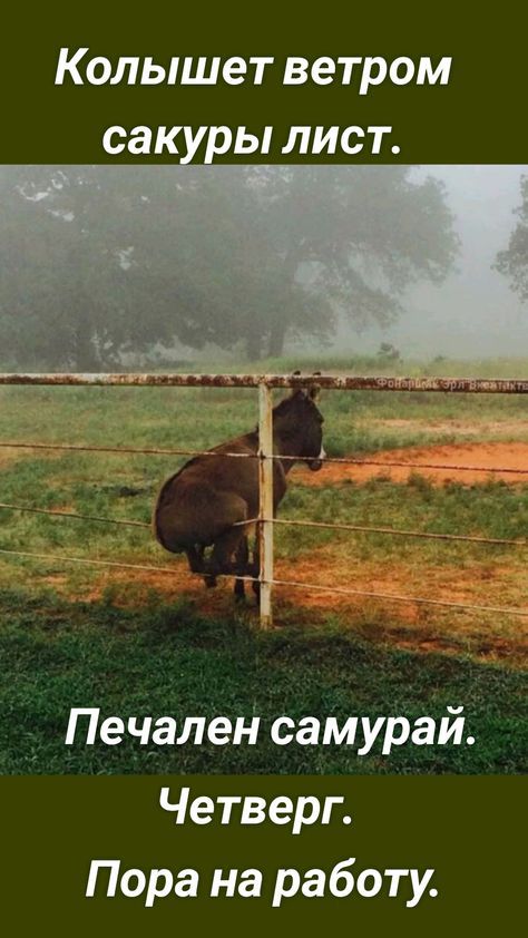 Колышет ветром са ы лист Печален самурай Четверг Пора на работу