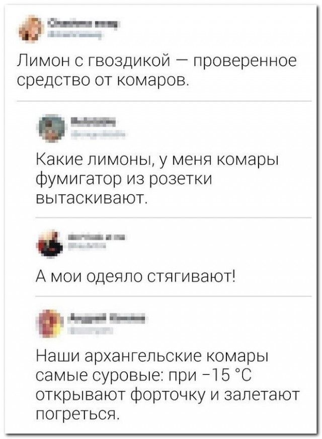 Лимон с гвоздикой проверенное средство от комаров Какие лимоны у меня комары фумигатор из розетки вытаскивают А мои одеяло стягивают ы Наши архангельские комары самые суровые при 1 5 С открывают форточку и залетают погреться