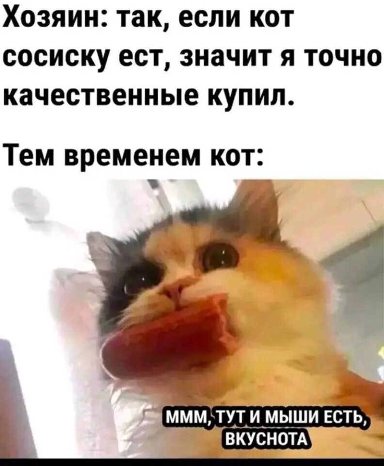 ХОЗЯИН ТЗК если КОТ сосиску ест значит Я ТОЧНО качественные КУПИЛ Тем временем КОТ _ _ мим туАтАи мыши есть вкусном