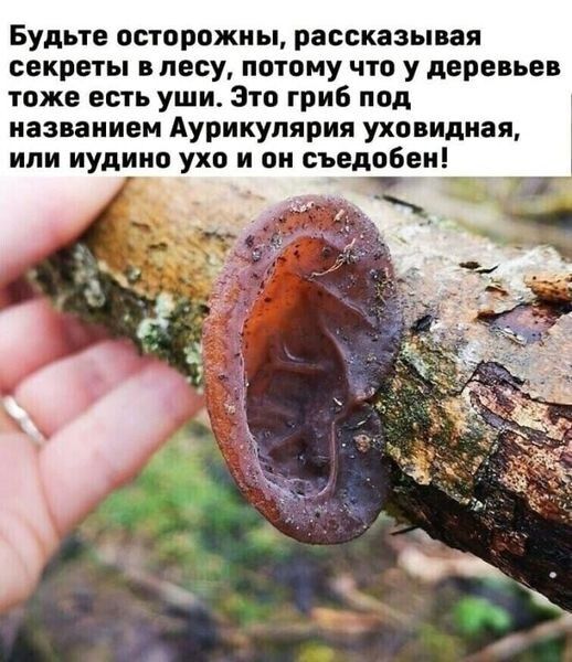 Будьте осторожны рассказы ая секреты в лесу потому что у деревьев тоже есть уши Зто гриб под названием Аурикулярия уховидиая или иудиио ухо и он съедпбеи