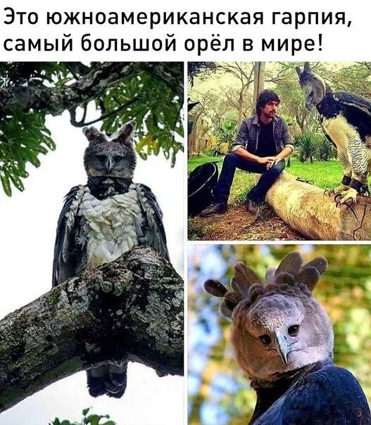 Это южноамериканская гарпия самый большой орёл в мире 5215