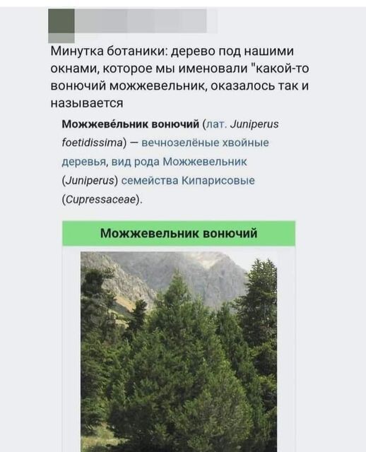 Минутка ботаники дерево под нашими окнами которое мы именовали какой т вонючий можжевельник оказалось так и называется Можжеильиик пжючий Матрцив веназы печмп депозит зил рада Можжевельник штурмы семша Кипарисивые сиртзэасеш Можжоипьиии поиючий