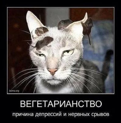 ВЕГЕТАРИАНСТВО причина депрессий и нервных срывов