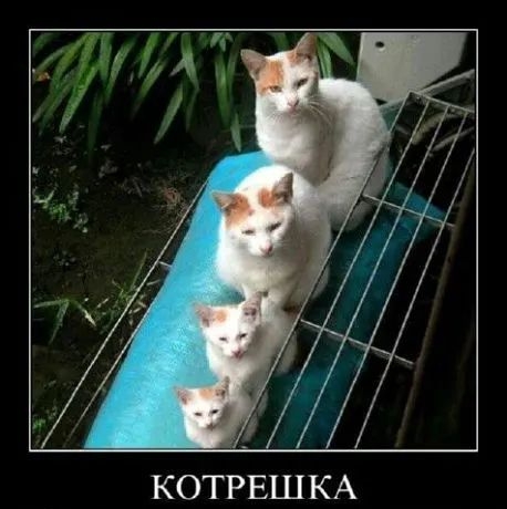 КОТРЕШ КА