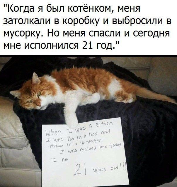 Когда я был котёнком меня затолкали в коробку и выбросили в мусорку но меня спасли и сегодня мне исполнился 21 год