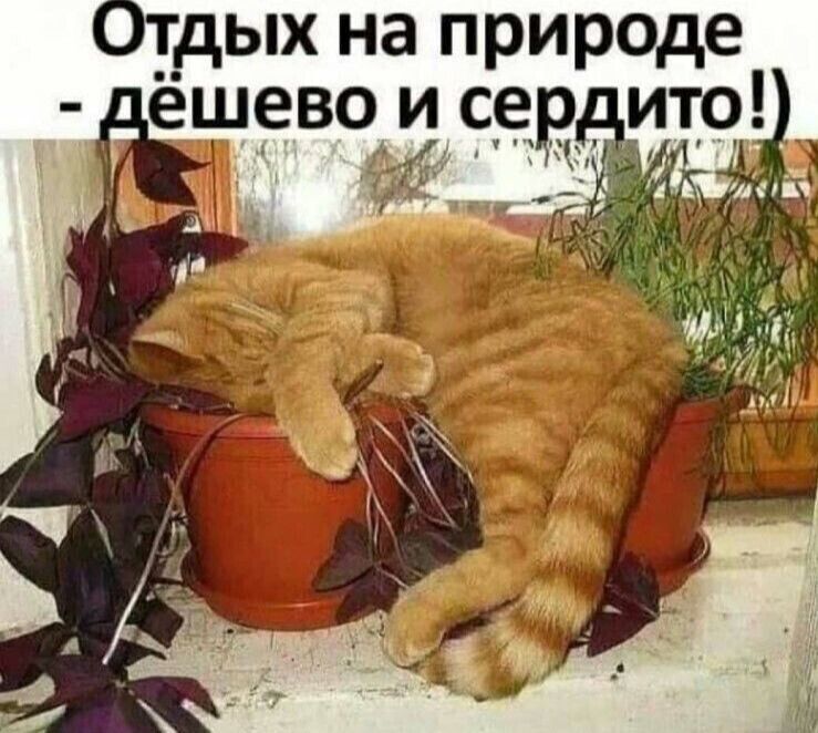дых на природе дёшевоё сдр ито