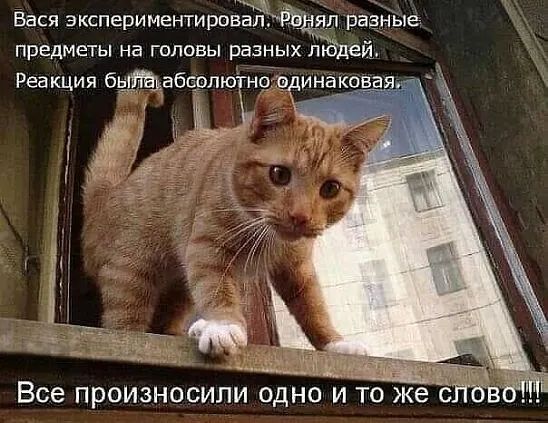 м Вася экспери ментировадЙдял разные предметы на головы разных Тадей Реакция бкдЩабфпюГнц пдинаки ва Все ПРОИЗНОСИЛИ ОДНО И ТО же С