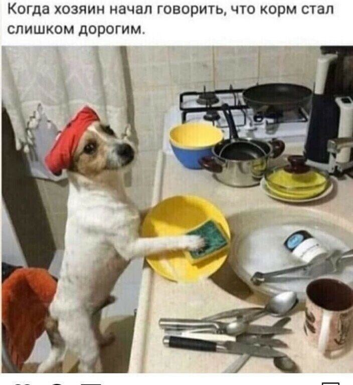 Когда хозяин начал говорить что корм стал слишком дорогим